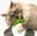 Catit 2.0 Centrum Masażu Zabawy Interaktywna Dla Kota