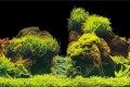 Aqua Nova Tło Dwustronne Do Akwarium Fototapeta Rock / Plants XL 150x60cm