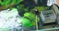Filtr Powierzchniowy Skimmer Do Akwarium SunSun JY-03 300 l/h