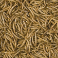TROPICAL MEAL WORMS 250ml - Suszone Larwy Mącznika Młynarka Dla Gadów i Dużych Ryb Ozdobnych