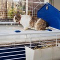 FERPLAST BARN 100 Duża PIĘTROWA Klatka Dla Królika, Świnki, Gryzoni 96cm Szara
