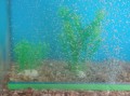 Jeneca Kamień Napowietrzający do Akwarium Listwa 45CM