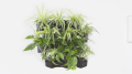AQUAEL Moduł ścienny VERSA GARDEN PLUS Zestaw z pompą cyrkulacyjną i oświetleniem LED
