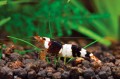H.E.L.P HELP Advanced Soil SHRIMP