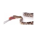 Repti Planet Pinceta Pęseta Zagięta Bambusowa do Terrarium 28cm