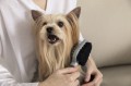 FURminator Dual Grooming Brush Szczotka Dwustronna do Czesania Psów i Kotów FUR141310