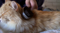 FURminator Dual Grooming Brush Szczotka Dwustronna do Czesania Psów i Kotów FUR141310