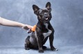 FURminator Undercoat deShedding Tool Usuwa Podszerstek u KRÓTKOWŁOSYCH Psów Średnich Ras FUR141372
