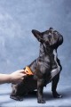 FURminator Undercoat deShedding Tool Usuwa Podszerstek u KRÓTKOWŁOSYCH Psów Średnich Ras FUR141372