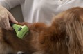 FURminator Undercoat deShedding Tool Usuwa Podszerstek u KRÓTKOWŁOSYCH Psów Średnich Ras FUR141372