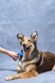 FURminator Undercoat deShedding Tool Usuwa Podszerstek u DŁUGOWŁOSYCH Psów Dużych Ras FUR141136