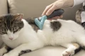 FURminator Undercoat deShedding Tool Usuwa Podszerstek u KRÓTKOWŁOSYCH Małych Kotów FUR141198