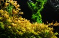 YOKUCHI JIBAN SOIL 10L Naturalne Podłoże Mineralne Substrat