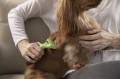 FURminator Undercoat deShedding Tool Usuwa Podszerstek u KRÓTKOWŁOSYCH Psów Dużych Ras