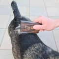 EzzyGroom Szczotka Zgrzebło dla Psa Kota o Szorstkiej Sierści Szorstkowłosy