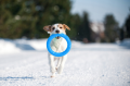 Pitchdog Ringo Pierścień do Aportowania dla Psa Zabawka 17cm Niebieska