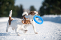 Pitchdog Ringo Pierścień do Aportowania dla Psa Zabawka 17cm Niebieska