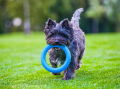 Pitchdog Ringo Pierścień do Aportowania dla Psa Zabawka 17cm Niebieska