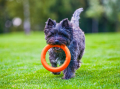 Pitchdog Ringo Pierścień do Aportowania dla Psa Zabawka 17cm Pomarańczowa