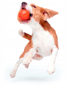 PitchDog Liker 7 Piłka Zabawka dla Psów Małych i Średnich Ras 7cm