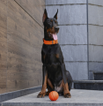PitchDog Liker 9 Piłka Zabawka dla Psów Dużych Ras 9cm
