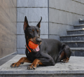 PitchDog Liker 9 Piłka Zabawka dla Psów Dużych Ras 9cm