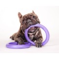 Collar Puller Micro 12,5cm Zestaw Ring do Ćwiczeń dla Psów Małych Ras