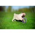 Collar Puller Micro 12,5cm Zestaw Ring do Ćwiczeń dla Psów Małych Ras