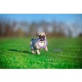 Collar Puller Micro 12,5cm Zestaw Ring do Ćwiczeń dla Psów Małych Ras