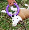 Collar Puller Micro 12,5cm Zestaw Ring do Ćwiczeń dla Psów Małych Ras
