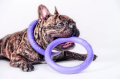 Collar Puller Micro 12,5cm Zestaw Ring do Ćwiczeń dla Psów Małych Ras
