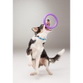 Collar Puller Mini 18cm Zestaw Ring do Ćwiczeń dla Psów Małych Ras