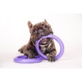 Collar Puller Mini 18cm Zestaw Ring do Ćwiczeń dla Psów Małych Ras