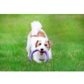 Collar Puller Mini 18cm Zestaw Ring do Ćwiczeń dla Psów Małych Ras