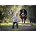 Collar Puller Standard 28cm Zestaw Ring do Ćwiczeń dla Psów Średnich i Dużych Ras