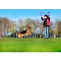 Collar Puller Standard 28cm Zestaw Ring do Ćwiczeń dla Psów Średnich i Dużych Ras