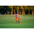 Collar Puller Maxi 30cm Ringo do Ćwiczeń dla Psów Dużych i Olbrzymich Ras