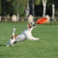 PitchDog Latający Dysk Aportowania dla Psa Zabawka 24cm Pomarańczowa