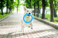 PitchDog Ringo Pierścień do Aportowania dla Psa Zabawka 20cm Niebieska