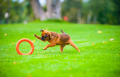 PitchDog Ringo Pierścień do Aportowania dla Psa Zabawka 20cm Pomarańczowa