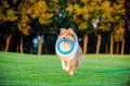 PitchDog Ringo Pierścień do Aportowania dla Psa Zabawka 28cm Niebieska