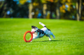PitchDog Ringo Pierścień do Aportowania dla Psa Zabawka 28cm Pomarańczowa