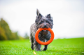 PitchDog Ringo Pierścień do Aportowania dla Psa Zabawka 28cm Pomarańczowa