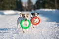 PitchDog Ringo Pierścień do Aportowania dla Psa Zabawka 28cm Pomarańczowa