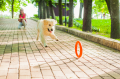 PitchDog Ringo Pierścień do Aportowania dla Psa Zabawka 28cm Pomarańczowa