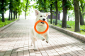 PitchDog Ringo Pierścień do Aportowania dla Psa Zabawka 28cm Pomarańczowa