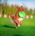 Flyber Frisbee Dwustronny Latający Spodek dla Psa Zabawka Treningowa 22cm Zielony