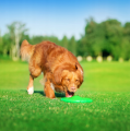 Flyber Frisbee Dwustronny Latający Spodek dla Psa Zabawka Treningowa 22cm Zielony