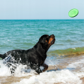 Flyber Frisbee Dwustronny Latający Spodek dla Psa Zabawka Treningowa 22cm Zielony