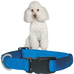 Zolux Cushion Obroża dla Psów Małych Ras i Szczeniąt rozm. S 15mm 27-37cm Niebieska